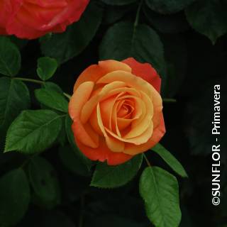 ©SUNFLOR - Primavera